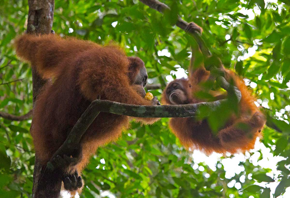KALIMANTAN