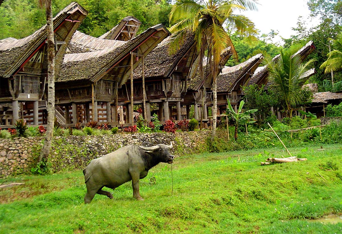 SULAWESI