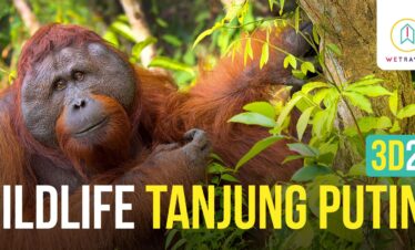 3D2N Tanjung Puting Wildlife