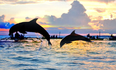 4D3N BALI WITH DOLPHIN EXPERIENCE