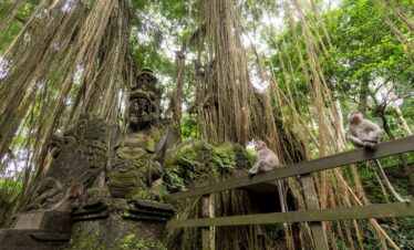 1 Day Bali Adventure & Culture