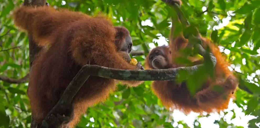 kalimantan