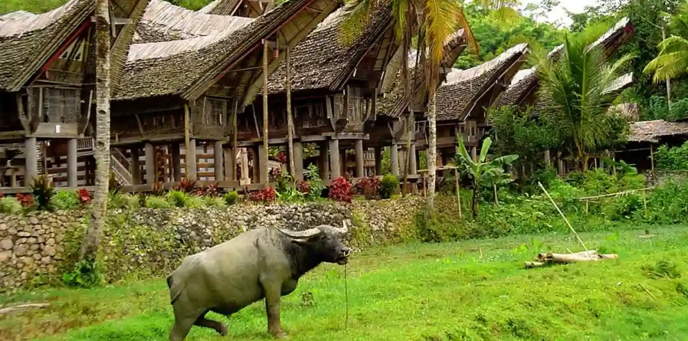 sulawesi